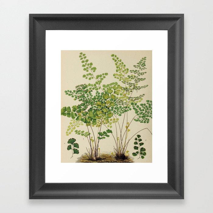 Maidenhair Ferns Framed Art Print