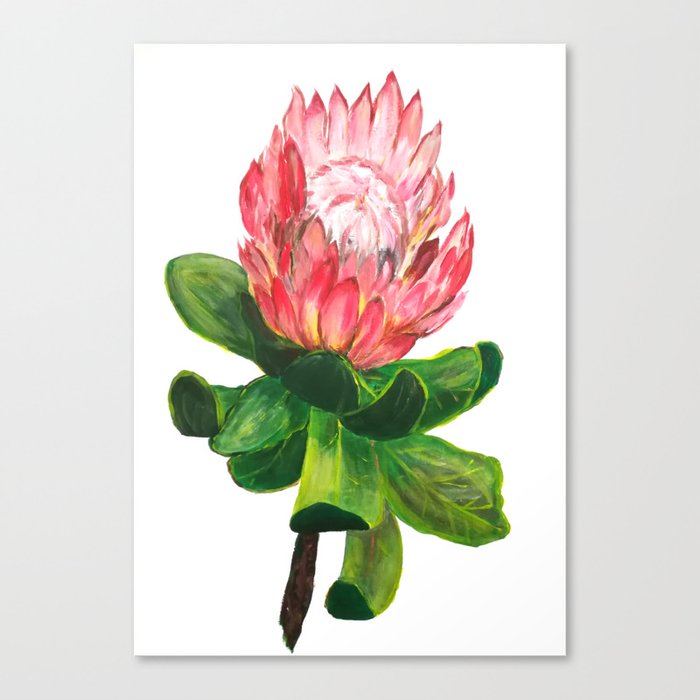 Protea Design, Australian flower Canvas Print