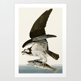 Osprey Fish Hawk by John James Audubon Art Print