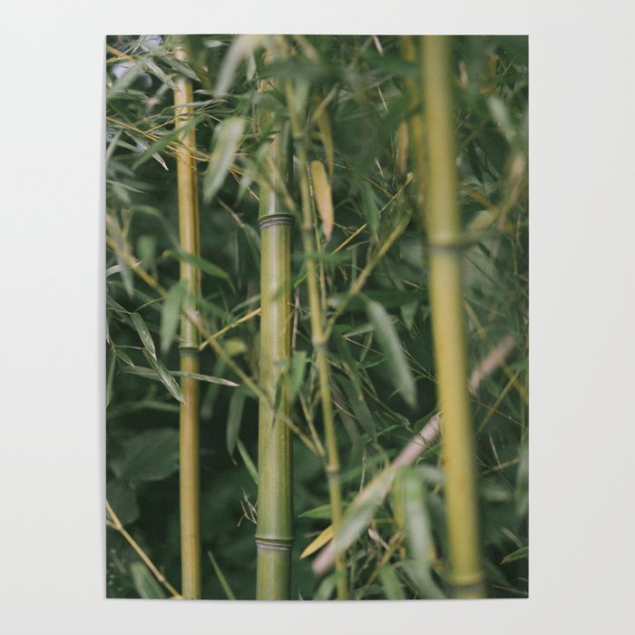 bamboo composition no.1 Poster