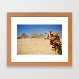 Camel eating the Pyramids in Egypt Framed Art Print