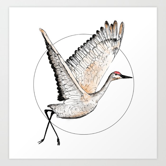 Flying Sandhill Crane Illustration / Crane Bird Drawing / Flying Crane Art Print