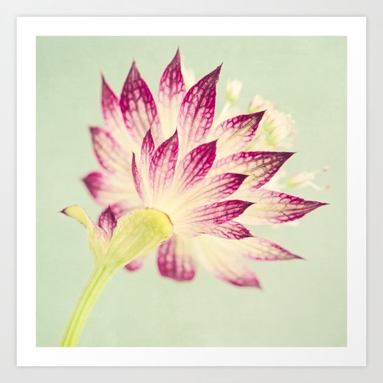 Astrantia Art Print