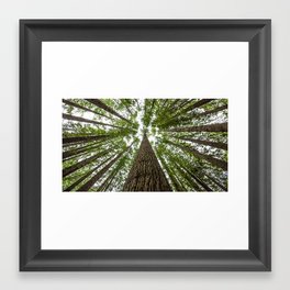 Redwood Framed Art Print