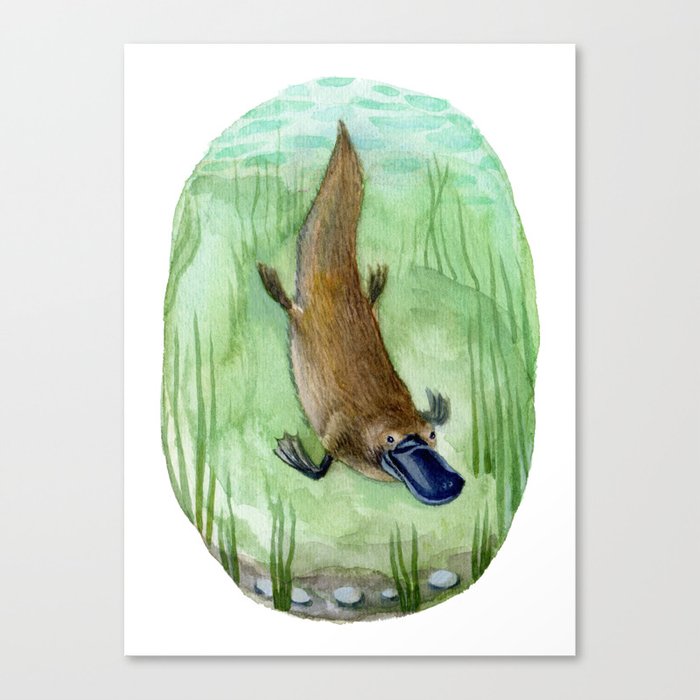 Platypus Canvas Print