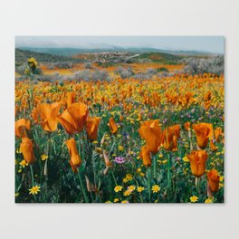 Wildflower Poppy Superbloom Canvas Print