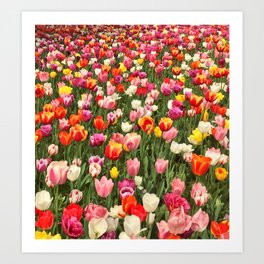Tulip Festival Art Print