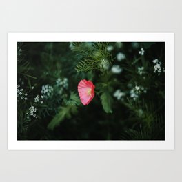 Wildflower Patch - Pink Poppy Art Print