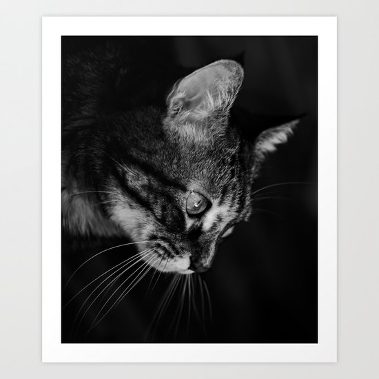 kitten in black and white Art Print