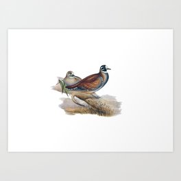 Vintage Harlequin Bronze Wing Pigeon Bird Illustration Art Print