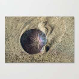 Sand Dollar on the Beach Canvas Print