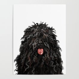 Black Puli Dog Poster