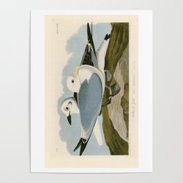 Kittiwake Gull - John James Audubon Birds of America Poster