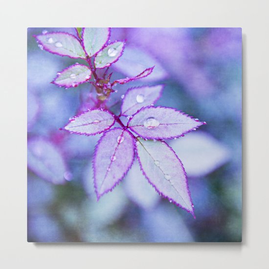 Lilac Rim Metal Print