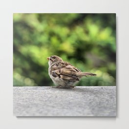 Little Feather Tasting Metal Print | Animal, Cute, Birdy, Phillybird, Fanatic, Cutebird, Philly, Phanatic, Eatingbird, Philadelphia 