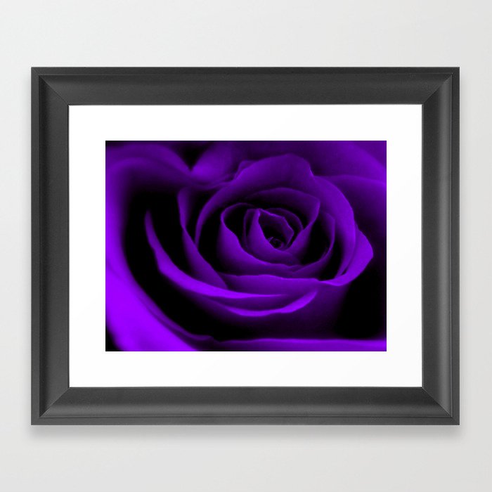 A Purple Rose Framed Art Print