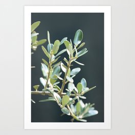 Botanical olive plant branches - summer in Italy - mediterranean tree - travel photography Art Print