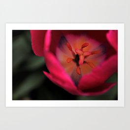Pink Tulip Art Print