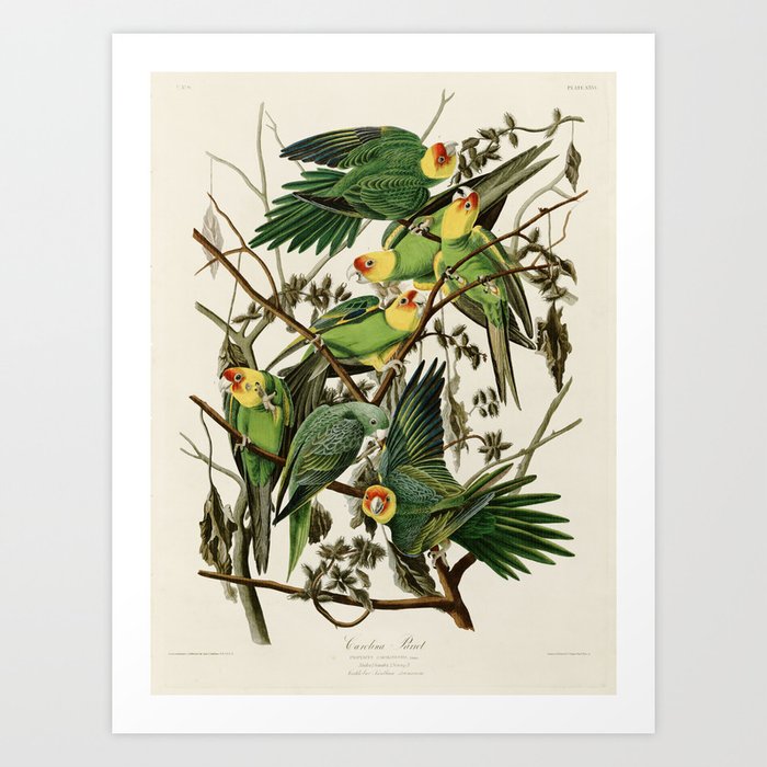 Carolina Parrot - John James Audubon's Birds of America Print Art Print