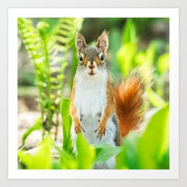 Spring Greens Red Squirrel Art Print