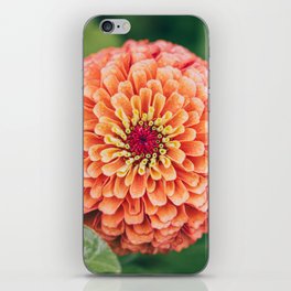 Zinnia, Queen Red Lime iPhone Skin
