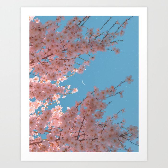 almond blossom Art Print