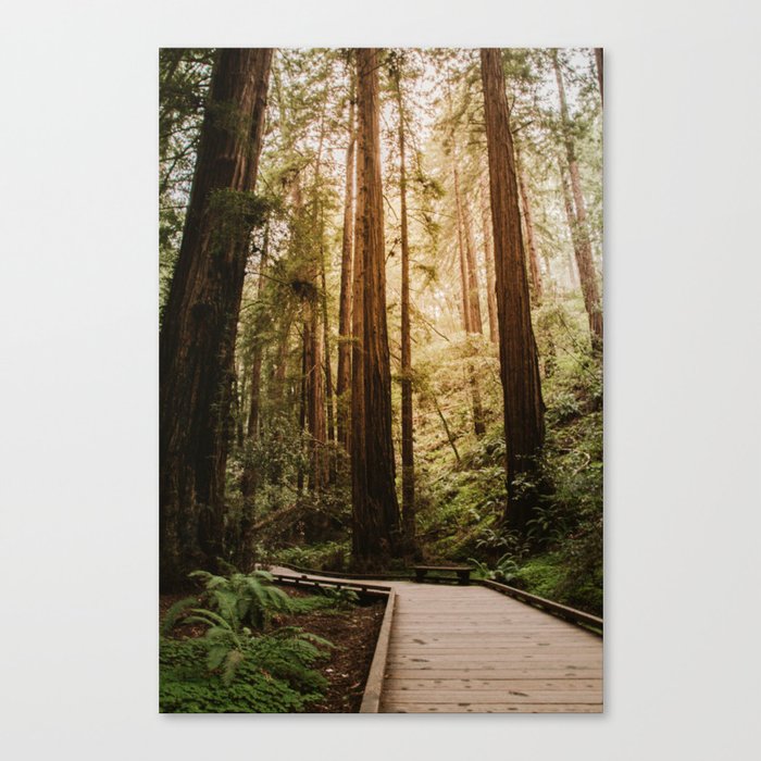 Muir Woods | California Redwoods Forest Nature Travel Photography Canvas Print