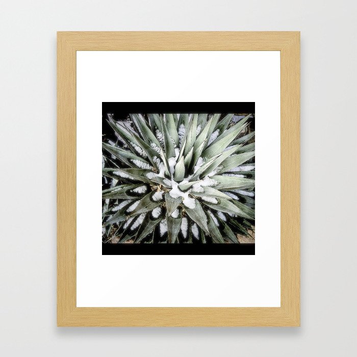 New Mexico Agave with Snowflakes Framed Art Print