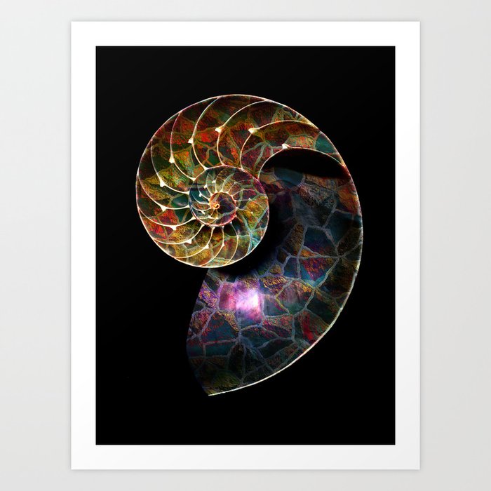 Fossilized Nautilus Shell Art Print By Klaraacel Society6