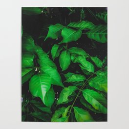 green leaves texture background Poster