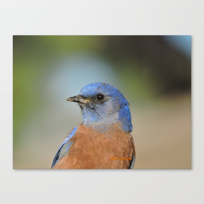 Bluebird in La Verne Canvas Print