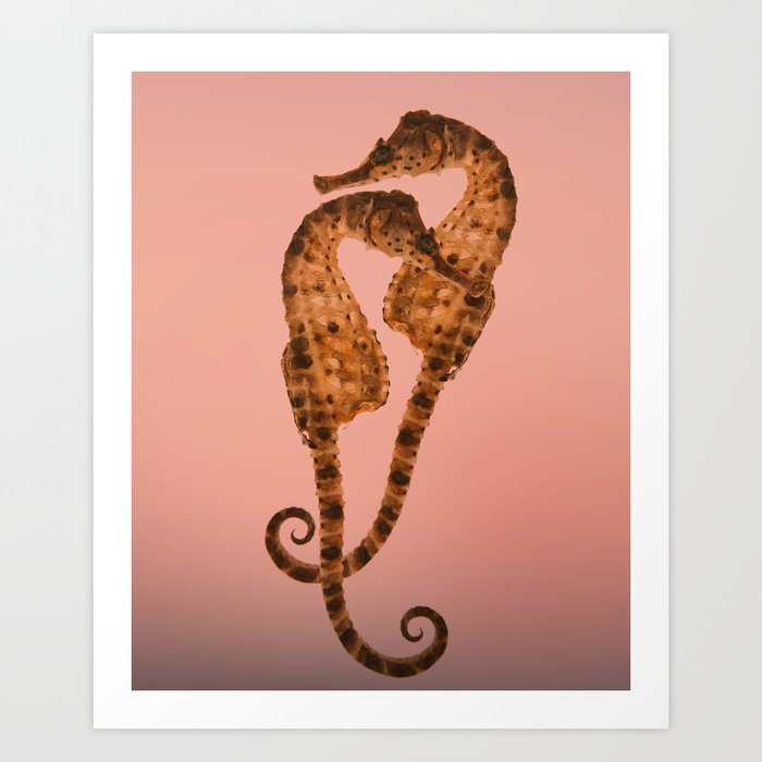 Sea horse in love Art Print