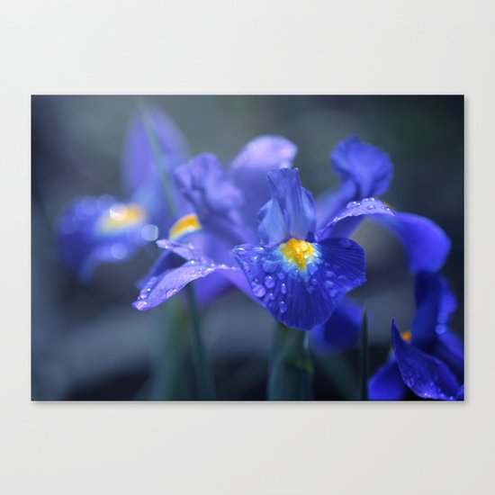 Iris Canvas Print