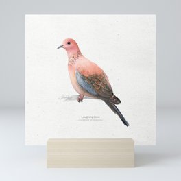 Laughing dove Mini Art Print