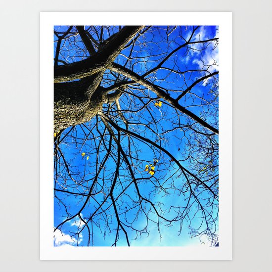 Catalpa Art Print