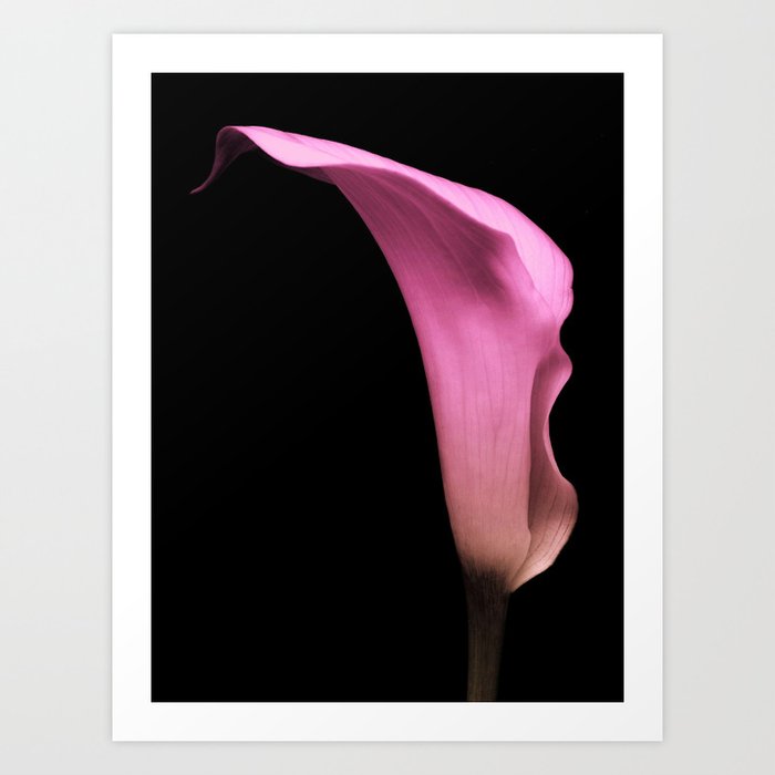 Pink Calla Lily Art Print