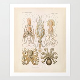 Vintage Octopus Illustration Print, Scientific Illustrations, Octopus Print, Octopus Wall Art Art Print
