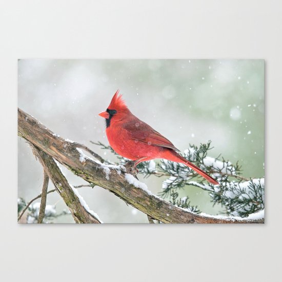 Cardinal Holding Steady in the Storm Canvas Print