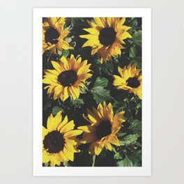 Vintage Sunflowers Art Print