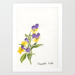 Johnny Jump Ups, Viola Flowers Art Print