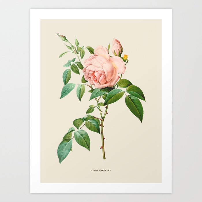 Pink Rose Antique Botanical Illustration Art Print