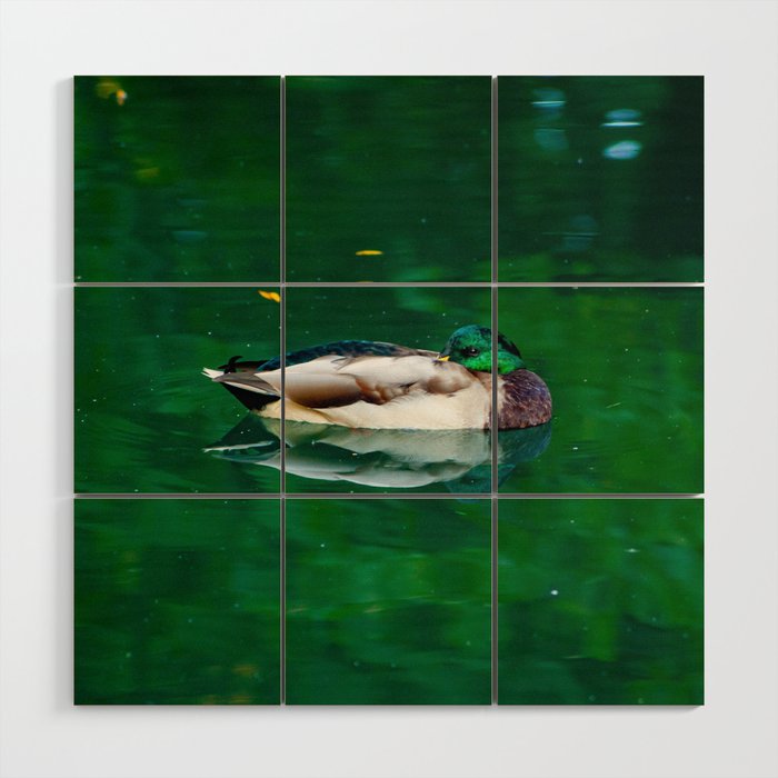 Beautiful elegant duck swimming in green lake water Wood Wall Art
