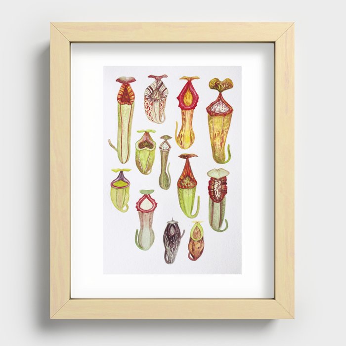 Nepenthes of the World: vol 3 Recessed Framed Print