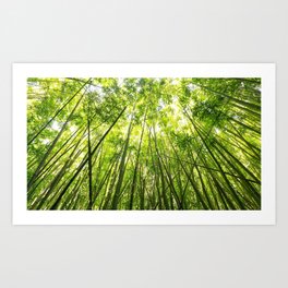 Maui Bamboo Forest Art Print
