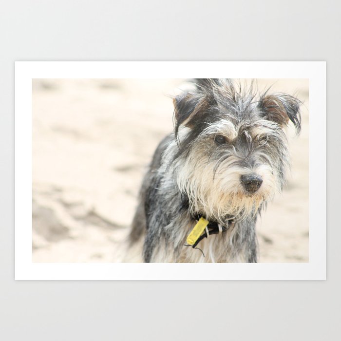 Pippa - mini schnauzer dog at the beach Art Print