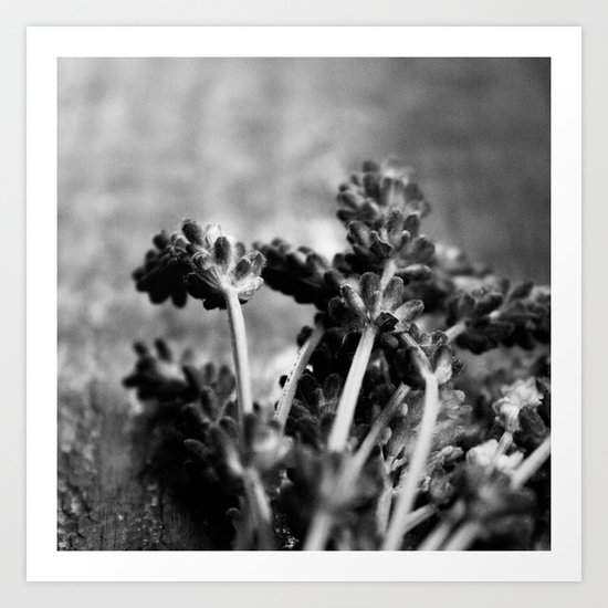 Lavender (Black & White) Art Print