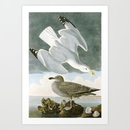 Seagulls Illustration - Birds in America Art Print