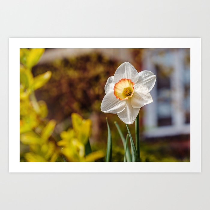 Defiant Daffodil, Flower Photography Art Print