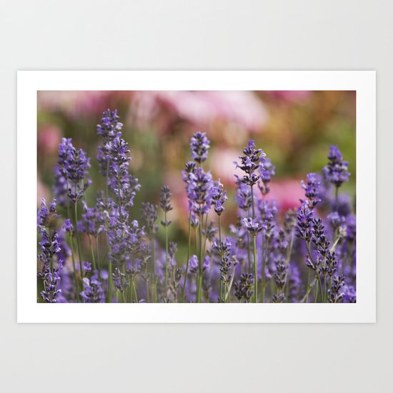 Lavender flowers Art Print