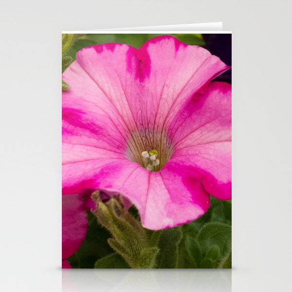 Pink Pansies Stationery Cards